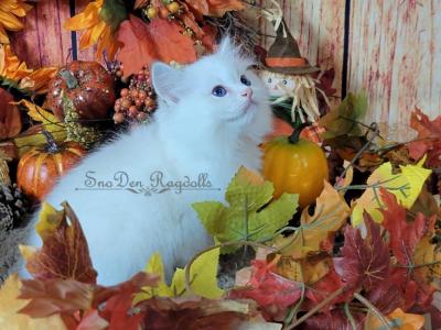 Peter - Ragdoll - Gallery Photo #1