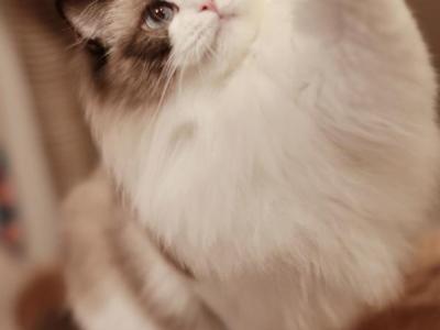 Seal Bicolor Female - Ragdoll - Gallery Photo #1