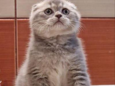 Fantik Fold - Scottish Fold - Gallery Photo #1