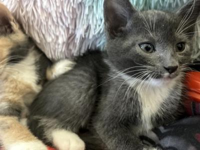 6 Russian Blue Kittens - Russian Blue - Gallery Photo #1