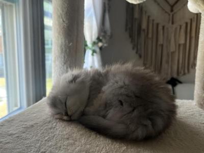 Pirate - Scottish Fold - Gallery Photo #1