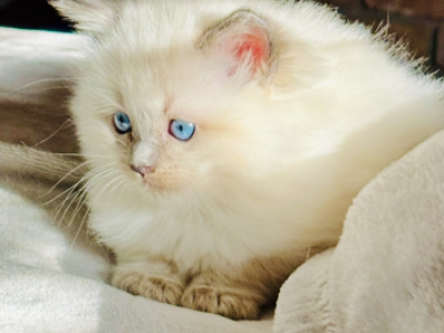 JAMES PUREBRED GORGEOUS KITTENS READY NOVEMBER 26 - Ragdoll - Gallery Photo #1