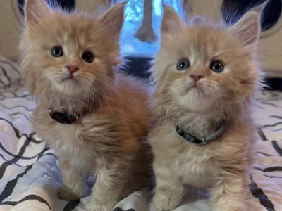 Purebred Maine Coon Kittens - Maine Coon - Gallery Photo #1