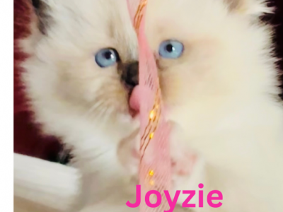 JOYZIE PUREBRED GORGEOUS KITTENS READY NOVEMBER 26 - Ragdoll - Gallery Photo #1