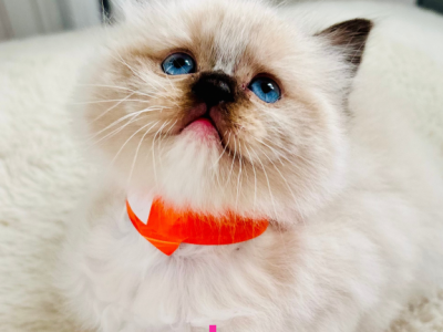 JASPER PUREBRED GORGEOUS KITTENS READY NOVEMBER 26 - Ragdoll - Gallery Photo #1