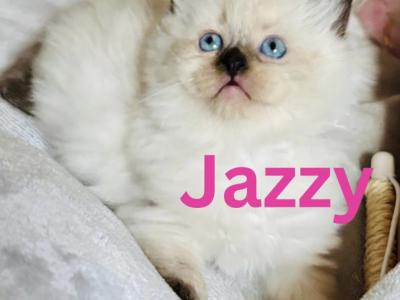 JAZZY PUREBRED GORGEOUS KITTENS READY NOVEMBER 26 - Ragdoll - Gallery Photo #1