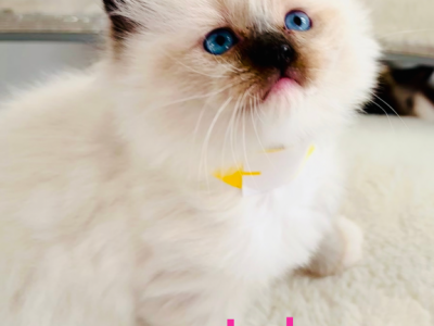 JADE PUREBRED GORGEOUS KITTENS READY NOVEMBER 26 - Ragdoll - Gallery Photo #1