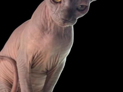 Willa - Sphynx - Gallery Photo #1