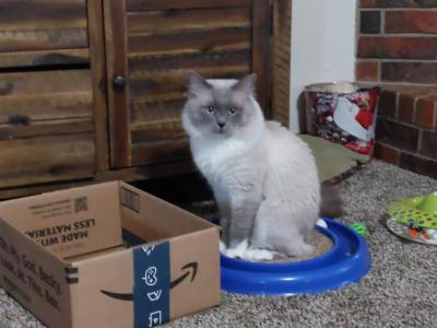 Charlie - Ragdoll - Gallery Photo #1