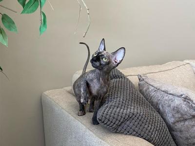 Black Patched Tabby Female Kitten - Sphynx - Gallery Photo #1