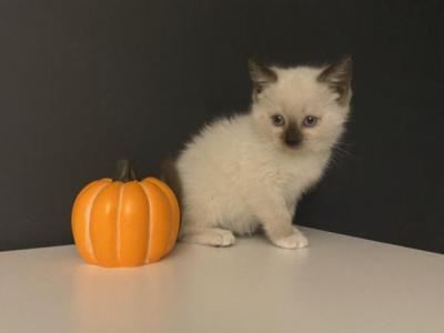 Purple Collar - Ragdoll - Gallery Photo #1