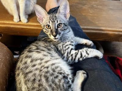 Savannah Kitten Green Day - Savannah - Gallery Photo #1