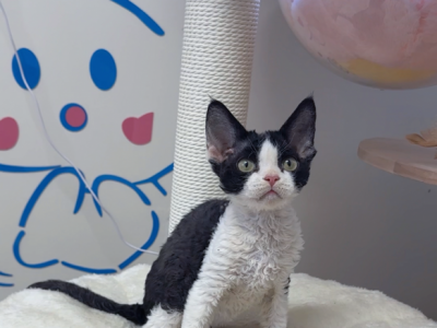 Mickey And Minnie - Devon Rex - Gallery Photo #1