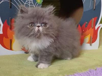 Adorable CFA Registered Boy Kitten FIG - Persian - Gallery Photo #1