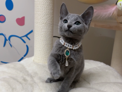 Monica - Russian Blue - Gallery Photo #1