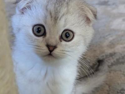 Body - Scottish Fold - Gallery Photo #1