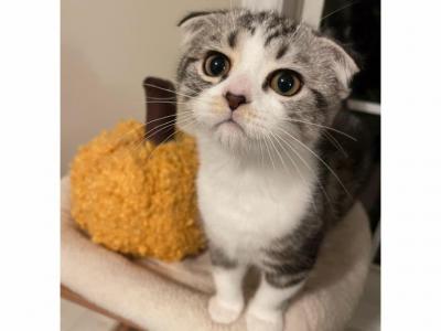 Yogi - Scottish Fold - Gallery Photo #1