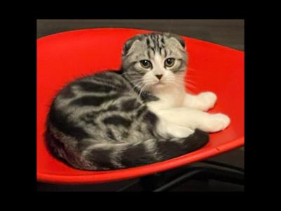 Yoshi - Scottish Fold - Gallery Photo #1