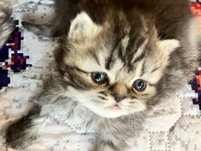 Penelopes Kittens - Persian - Gallery Photo #1