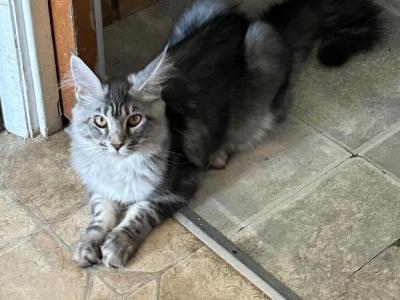 Annie - Maine Coon - Gallery Photo #1