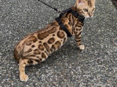 Bengal Kira - Bengal - Gallery Photo #1