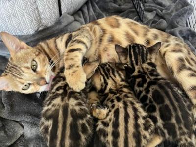 Kira Bengal - Bengal - Gallery Photo #1