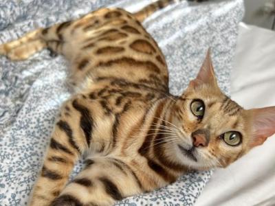 Kira - Bengal - Gallery Photo #1