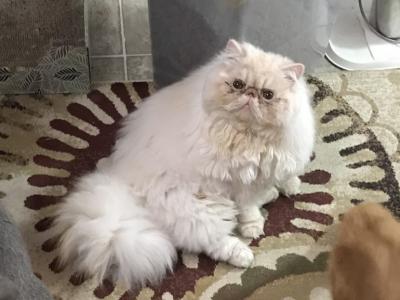 Yeti - Persian - Gallery Photo #1