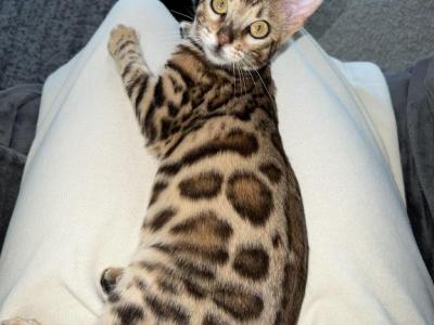 Female Bengal - Bengal - Gallery Photo #1