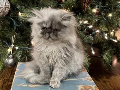 Pickles - Persian - Gallery Photo #1