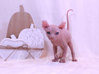 Charlie - Sphynx - Gallery Photo #1