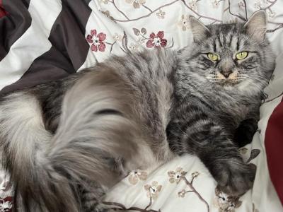 Fluffy Bomb Black Silver Tabby - Siberian - Gallery Photo #1