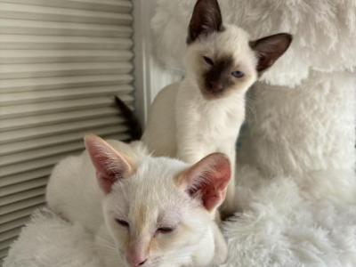 Siamese Kittens - Siamese - Gallery Photo #1