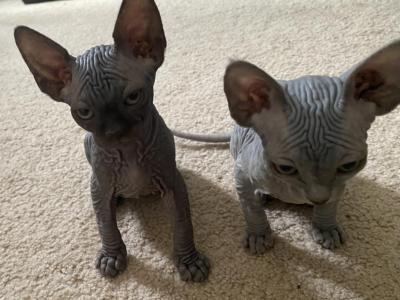 Luna Rino - Sphynx - Gallery Photo #1