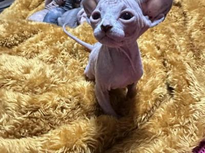 Bella - Sphynx - Gallery Photo #1