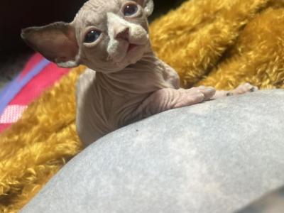 2 Males Available - Sphynx - Gallery Photo #1