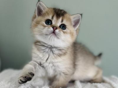 Ori Kitten 4 - British Shorthair - Gallery Photo #1