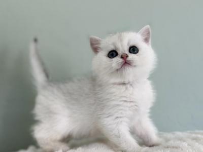 Ori Kitten 5 - British Shorthair - Gallery Photo #1