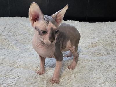 Raisinette - Sphynx - Gallery Photo #1