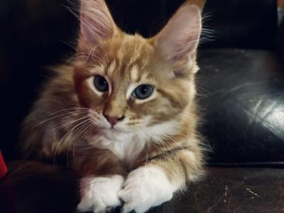 Maine Coon Kittens - Maine Coon - Gallery Photo #1