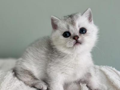 Ori Kitten 6 - British Shorthair - Gallery Photo #1