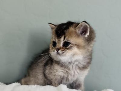 Ori Kitten 7 - British Shorthair - Gallery Photo #1