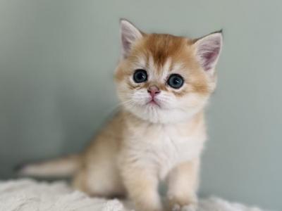 Ori Kitten 8 - British Shorthair - Gallery Photo #1