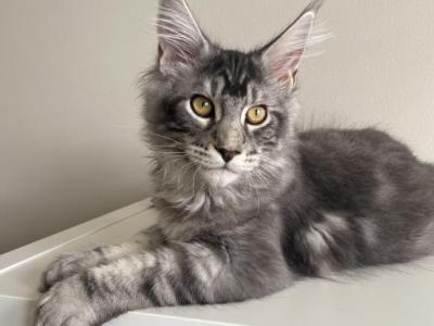 Conor - Maine Coon - Gallery Photo #1