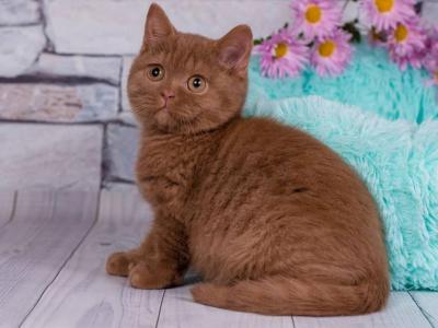 RESERVED Cinnamon British Shorthair - British Shorthair - Gallery Photo #1