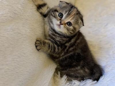 Pudge - Scottish Fold - Gallery Photo #1