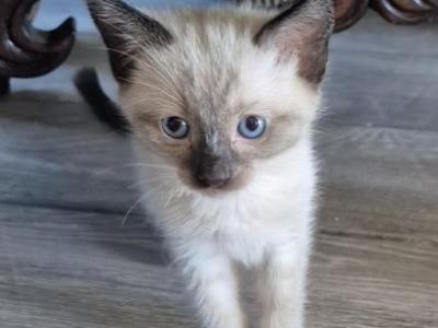 Mika's Litter - Siamese - Gallery Photo #1