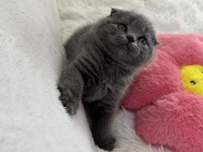 Storm - Scottish Fold - Gallery Photo #1