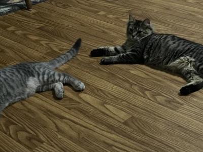 Ghost & Midnight - European Shorthair - Gallery Photo #1