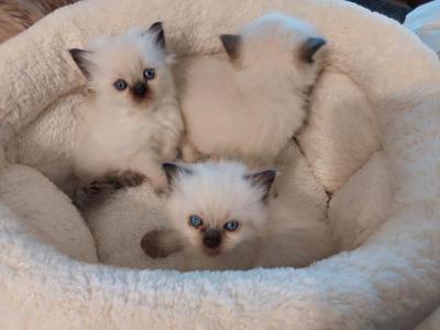 Sweet Litter Of Three - Ragdoll - Gallery Photo #1